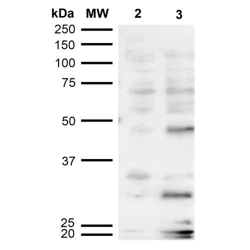 Dibromo-tyrosine Antibody - Western Blot analysis of Human Cervical cancer cell line (HeLa) lysate showing detection of Dibromo-tyrosine protein using Mouse Anti-Dibromo-tyrosine Monoclonal Antibody, Clone 6G3. Lane 1: Molecular Weight Ladder (MW). Lane 2: HeLa cell lysate. Lane 3: H2O2 treated HeLa cell lysate. Load: 12 µg. Block: 5% Skim Milk in TBST. Primary Antibody: Mouse Anti-Dibromo-tyrosine Monoclonal Antibody at 1:1000 for 2 hours at RT. Secondary Antibody: Goat Anti-Mouse IgG: HRP at 1:2000 for 60 min at RT. Color Development: ECL solution for 5 min in RT.