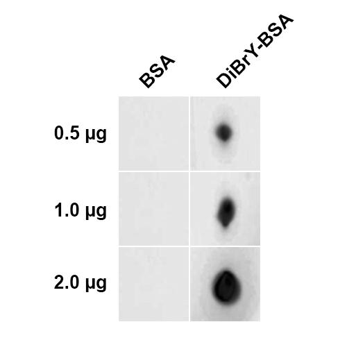 Dibromo-tyrosine Antibody - Dot Blot analysis using Mouse Anti-Dibromo-tyrosine Monoclonal Antibody, Clone 6G3. Tissue: 3, 5-Dibromotyrosine-BSA Conjugate. Species: Species Independent. Primary Antibody: Mouse Anti-Dibromo-tyrosine Monoclonal Antibody at 1:1000 for 2 hours at RT. Secondary Antibody: Goat Anti-Mouse HRP:IgG at 1:4000 for 1 hour at RT. The quantities of protein spotted on each panel are as shown.