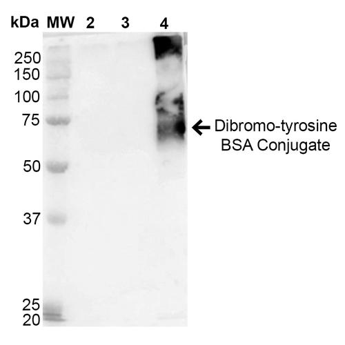 Dibromo-tyrosine Antibody - Western Blot analysis of 3, 5-Dibromotyrosine-BSA Conjugate showing detection of 67 kDa Dibromo-tyrosine protein using Mouse Anti-Dibromo-tyrosine Monoclonal Antibody, Clone 9F12. Lane 1: Molecular Weight Ladder (MW). Lane 2: BSA. Lane 3: Nitrosylated-BSA. Lane 4: Dibromotyrosine-BSA. Load: 1 µg. Block: 5% Skim Milk in TBST. Primary Antibody: Mouse Anti-Dibromo-tyrosine Monoclonal Antibody at 1:1000 for 2 hours at RT. Secondary Antibody: Goat Anti-Mouse IgG: HRP at 1:2000 for 60 min at RT. Color Development: ECL solution for 5 min in RT. Predicted/Observed Size: 67 kDa.