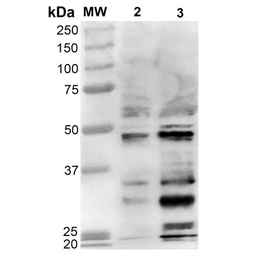 Dibromo-tyrosine Antibody - Western Blot analysis of Human Cervical cancer cell line (HeLa) lysate showing detection of Dibromo-tyrosine protein using Mouse Anti-Dibromo-tyrosine Monoclonal Antibody, Clone 9F12. Lane 1: Molecular Weight Ladder (MW). Lane 2: HeLa cell lysate. Lane 3: H2O2 treated HeLa cell lysate. Load: 12 µg. Block: 5% Skim Milk in TBST. Primary Antibody: Mouse Anti-Dibromo-tyrosine Monoclonal Antibody at 1:1000 for 2 hours at RT. Secondary Antibody: Goat Anti-Mouse IgG: HRP at 1:2000 for 60 min at RT. Color Development: ECL solution for 5 min in RT.