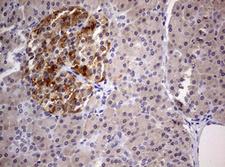 DICER1 / Dicer Antibody - IHC of paraffin-embedded Human pancreas tissue using anti-DICER1 mouse monoclonal antibody. (Heat-induced epitope retrieval by 1 mM EDTA in 10mM Tris, pH8.5, 120°C for 3min).