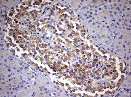 DICER1 / Dicer Antibody - IHC of paraffin-embedded Human pancreas tissue using anti-DICER1 mouse monoclonal antibody. (Heat-induced epitope retrieval by 1 mM EDTA in 10mM Tris, pH8.5, 120°C for 3min).