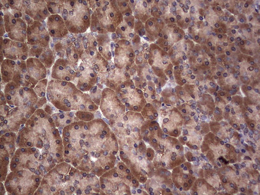 DICER1 / Dicer Antibody - IHC of paraffin-embedded Human pancreas tissue using anti-DICER1 mouse monoclonal antibody. (Heat-induced epitope retrieval by 1 mM EDTA in 10mM Tris, pH8.5, 120°C for 3min).