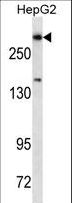 DICER1 / Dicer Antibody - Dicer1 Antibody western blot of HepG2 cell line lysates (35 ug/lane). The Dicer1 antibody detected the Dicer1 protein (arrow).