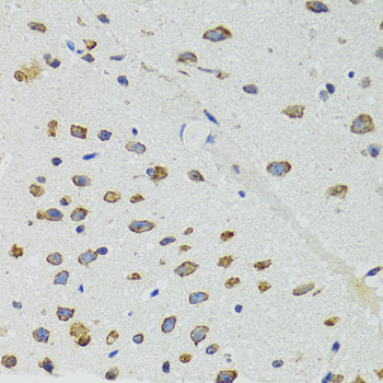 DICER1 / Dicer Antibody - Immunohistochemistry of paraffin-embedded mouse brain tissue.
