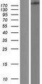 DICER1 / Dicer Protein - Western validation with an anti-DDK antibody * L: Control HEK293 lysate R: Over-expression lysate
