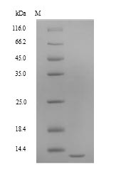 ponA Protein - (Tris-Glycine gel) Discontinuous SDS-PAGE (reduced) with 5% enrichment gel and 15% separation gel.