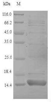 ponA Protein - (Tris-Glycine gel) Discontinuous SDS-PAGE (reduced) with 5% enrichment gel and 15% separation gel.