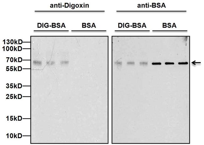 Digoxin Antibody - Western blot analysis of Digoxin was performed by loading 10ng of BSA or Digoxin-labeled BSA per well and 5ul of PageRuler Plus Prestained Protein Ladder onto a 4-20% Tris-Glycine polyacrylamide gel. Proteins were transferred to a nitrocellulose membrane using the G2 Blotter, and blocked with 5% milk in TBST for 1 hour at room temperature. BSA was detected at ~66kD using a BSA monoclonal antibody at a dilution of 1 µg/mL in 5% milk in TBST overnight at 4C on a rocking platform. Digoxin-labeled BSA was detected at ~66kD using a Digoxin monoclonal antibody at a dilution of 1 µg/mL in 5% milk in TBST overnight at 4C on a rocking platform. After washing, blots were probed with a goat anti-mouse IgG-HRP secondary antibody at a dilution of 1:10,000 for at least 30 minutes at room temperature. Chemiluminescent detection was performed using SuperSignal West Pico substrate.