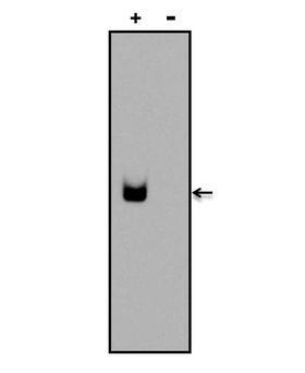 Digoxin Antibody - Chemiluminescent detection of a Digoxin-labeled oligonucleotide was performed by diluting a Digoxin-labeled DNA oligonucleotide (+) or an unlabeled oligonucleotide control (-) in TriTracker Loading Dye, and loading 5pmols onto a 6% DNA Retardation Gel. DNA was transferred to a Biodyne B membrane and blocked for 30 minutes at room temperature. Digoxin was detected using a Digoxin monoclonal antibody at a dilution of 1 µg/mL for 30 minutes at room temperature, followed by a goat anti-mouse IgG-HRP secondary antibody at a dilution of 1:10,000 for at least 30 minutes at room temperature. Detection was performed using the Chemiluminescent Nucleic Acid Detection Module Kit.