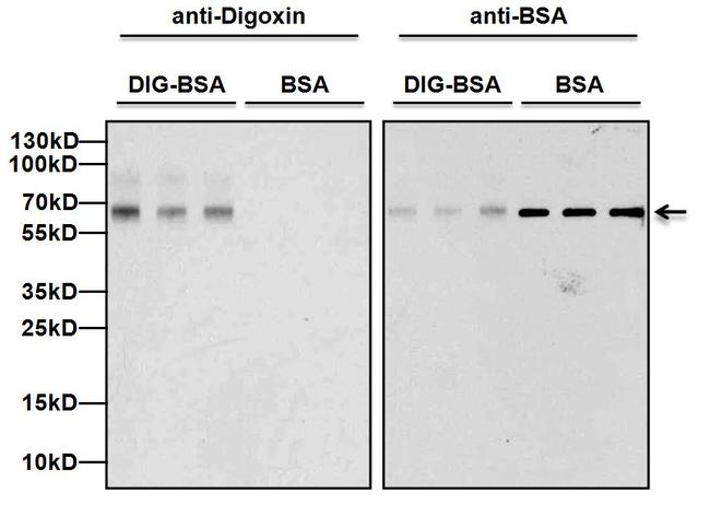 Digoxin Antibody - Western blot analysis of Digoxin was performed by loading 10ng of BSA or Digoxin-labeled BSA per well and 5ul of PageRuler Plus Prestained Protein Ladder onto a 4-20% Tris-Glycine polyacrylamide gel. Proteins were transferred to a nitrocellulose membrane using the G2 Blotter, and blocked with 5% milk in TBST for 1 hour at room temperature. BSA was detected at ~66kD using a BSA monoclonal antibody at a dilution of 1 µg/mL in 5% milk in TBST overnight at 4C on a rocking platform. Digoxin-labeled BSA was detected at ~66kD using a Digoxin monoclonal antibody at a dilution of 1 µg/mL in 5% milk in TBST overnight at 4C on a rocking platform. After washing, blots were probed with a goat anti-mouse IgG-HRP secondary antibody at a dilution of 1:10,000 for at least 30 minutes at room temperature. Chemiluminescent detection was performed using SuperSignal West Pico substrate.