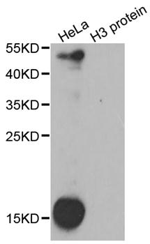 Dimethyl-Lysine Antibody - Western blot analysis of extracts of HeLa cells and H3 protein purified from E.coli.