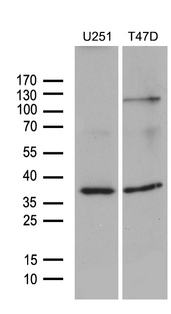 DIMT1L Antibody - Western blot analysis of extracts. (35ug) from 2 different cell lines by using anti-DIMT1L monoclonal antibody. (1:500)