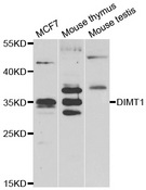 DIMT1L Antibody - Western blot analysis of extracts of various cell lines.