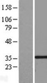 DIMT1L Protein - Western validation with an anti-DDK antibody * L: Control HEK293 lysate R: Over-expression lysate