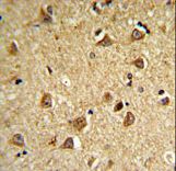 DIO2 Antibody - DIO2 Antibody IHC of formalin-fixed and paraffin-embedded mouse brain followed by peroxidase-conjugated secondary antibody and DAB staining. This data demonstrates the use of the mouse DIO2 Antibody for immunohistochemistry.
