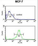 DIO2 Antibody - DIO2 Antibody flow cytometry of MCF-7 cells (bottom histogram) compared to a negative control cell (top histogram). FITC-conjugated goat-anti-rabbit secondary antibodies were used for the analysis.
