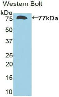 DIO3 Antibody - Western blot of recombinant DIO3.  This image was taken for the unconjugated form of this product. Other forms have not been tested.