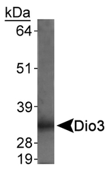 DIO3 Antibody - Dio3 Antibody - Detection of Dio3 in rat placenta.  This image was taken for the unconjugated form of this product. Other forms have not been tested.