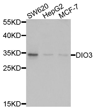 DIO3 Antibody - Western blot analysis of extracts of various cells.