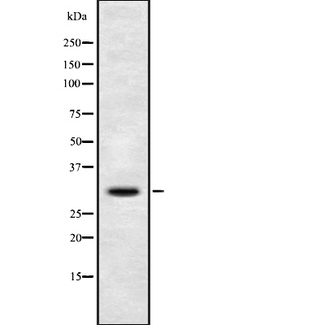 DIO3 Antibody - Western blot analysis of DIO3 using COS7 whole cells lysates