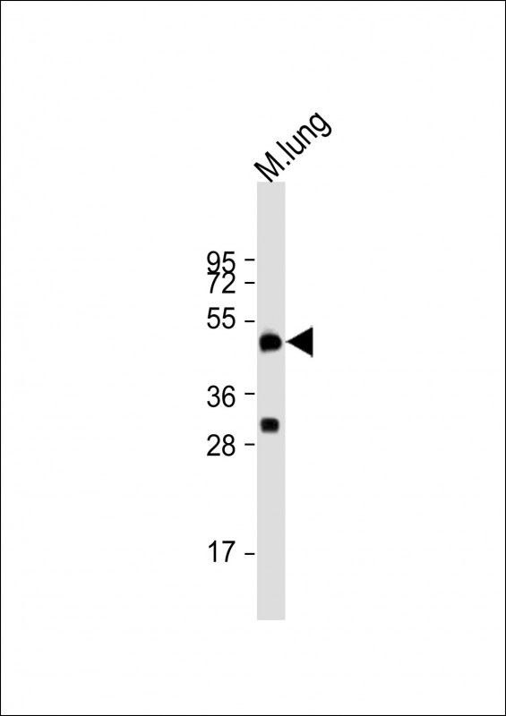 Dipeptidase 2 / DPEP2 Antibody - Anti-DPEP2 Antibody (Center) at 1:2000 dilution + mouse lung lysate Lysates/proteins at 20 ug per lane. Secondary Goat Anti-Rabbit IgG, (H+L), Peroxidase conjugated at 1:10000 dilution. Predicted band size: 53 kDa. Blocking/Dilution buffer: 5% NFDM/TBST.