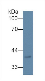 Dipeptidase 2 / DPEP2 Antibody - Western Blot; Sample: Mouse Lung lysate; Primary Ab: 1µg/ml Rabbit Anti-Human DPEP2 Antibody Second Ab: 0.2µg/mL HRP-Linked Caprine Anti-Rabbit IgG Polyclonal Antibody