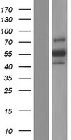 Dipeptidase 2 / DPEP2 Protein - Western validation with an anti-DDK antibody * L: Control HEK293 lysate R: Over-expression lysate