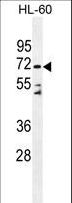 Dipeptidyl Peptidase 3 / DPP3 Antibody - DPP3 Antibody western blot of HL-60 cell line lysates (35 ug/lane). The DPP3 antibody detected the DPP3 protein (arrow).