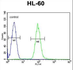 Dipeptidyl Peptidase 3 / DPP3 Antibody - DPP3 Antibody flow cytometry of HL-60 cells (right histogram) compared to a negative control cell (left histogram). FITC-conjugated goat-anti-rabbit secondary antibodies were used for the analysis.
