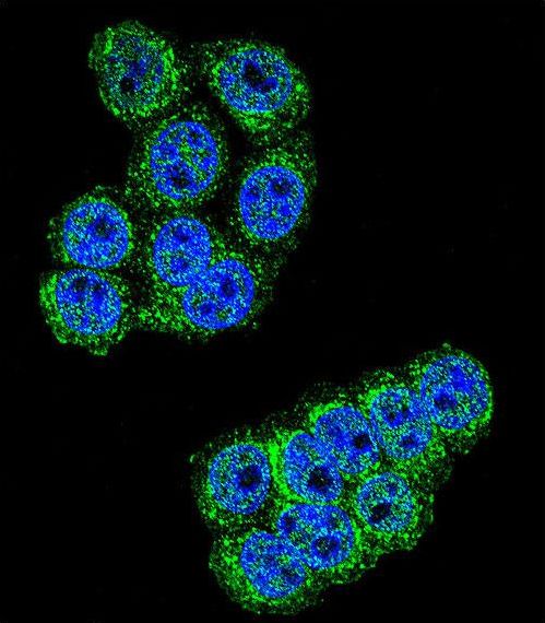 Dipeptidyl Peptidase 3 / DPP3 Antibody - Confocal immunofluorescence of DPP3 Antibody with HeLa cell followed by Alexa Fluor 488-conjugated goat anti-rabbit lgG (green). DAPI was used to stain the cell nuclear (blue).