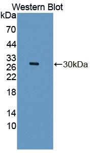 Dipeptidyl Peptidase 3 / DPP3 Antibody - Western Blot; Sample: Recombinant protein.