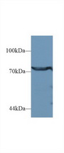 Dipeptidyl Peptidase 3 / DPP3 Antibody - Western Blot; Sample: Human Jurkat cell lysate; Primary Ab: 1µg/ml Rabbit Anti-Human DPP3 Antibody Second Ab: 0.2µg/mL HRP-Linked Caprine Anti-Rabbit IgG Polyclonal Antibody