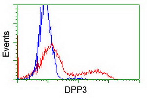 Dipeptidyl Peptidase 3 / DPP3 Antibody - HEK293T cells transfected with either overexpress plasmid (Red) or empty vector control plasmid (Blue) were immunostained by anti-DPP3 antibody, and then analyzed by flow cytometry.