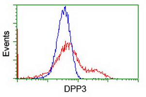 Dipeptidyl Peptidase 3 / DPP3 Antibody - HEK293T cells transfected with either overexpress plasmid (Red) or empty vector control plasmid (Blue) were immunostained by anti-DPP3 antibody, and then analyzed by flow cytometry.