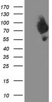 Dipeptidyl Peptidase 3 / DPP3 Antibody - HEK293T cells were transfected with the pCMV6-ENTRY control (Left lane) or pCMV6-ENTRY DPP3 (Right lane) cDNA for 48 hrs and lysed. Equivalent amounts of cell lysates (5 ug per lane) were separated by SDS-PAGE and immunoblotted with anti-DPP3.