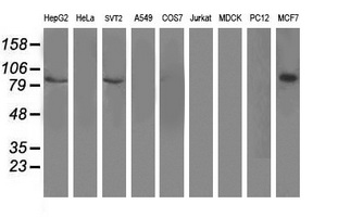 Dipeptidyl Peptidase 3 / DPP3 Antibody - Western blot of extracts (35 ug) from 9 different cell lines by using anti-DPP3 monoclonal antibody (HepG2: human; HeLa: human; SVT2: mouse; A549: human; COS7: monkey; Jurkat: human; MDCK: canine; PC12: rat; MCF7: human).