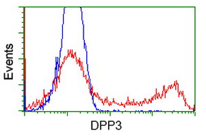 Dipeptidyl Peptidase 3 / DPP3 Antibody - HEK293T cells transfected with either overexpress plasmid (Red) or empty vector control plasmid (Blue) were immunostained by anti-DPP3 antibody, and then analyzed by flow cytometry.