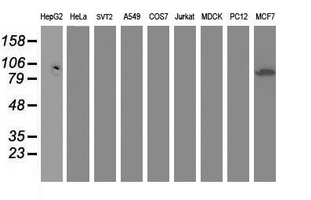 Dipeptidyl Peptidase 3 / DPP3 Antibody - Western blot of extracts (35 ug) from 9 different cell lines by using anti-DPP3 monoclonal antibody (HepG2: human; HeLa: human; SVT2: mouse; A549: human; COS7: monkey; Jurkat: human; MDCK: canine; PC12: rat; MCF7: human).