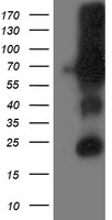 Dipeptidyl Peptidase 3 / DPP3 Antibody - HEK293T cells were transfected with the pCMV6-ENTRY control (Left lane) or pCMV6-ENTRY DPP3 (Right lane) cDNA for 48 hrs and lysed. Equivalent amounts of cell lysates (5 ug per lane) were separated by SDS-PAGE and immunoblotted with anti-DPP3.