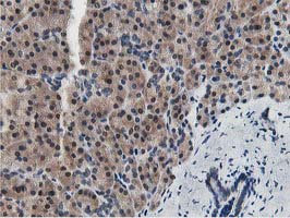 Dipeptidyl Peptidase 3 / DPP3 Antibody - IHC of paraffin-embedded Human pancreas tissue using anti-DPP3 mouse monoclonal antibody. (Heat-induced epitope retrieval by 10mM citric buffer, pH6.0, 100C for 10min).