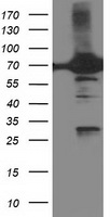 Dipeptidyl Peptidase 3 / DPP3 Antibody - HEK293T cells were transfected with the pCMV6-ENTRY control (Left lane) or pCMV6-ENTRY DPP3 (Right lane) cDNA for 48 hrs and lysed. Equivalent amounts of cell lysates (5 ug per lane) were separated by SDS-PAGE and immunoblotted with anti-DPP3.