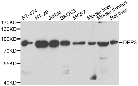 Dipeptidyl Peptidase 3 / DPP3 Antibody - Western blot analysis of extracts of various cell lines.