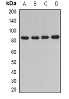 Dipeptidyl Peptidase 3 / DPP3 Antibody - Western blot analysis of DPP3 expression in HT29 (A); Jurkat (B); mouse thymus (C); rat liver (D) whole cell lysates.