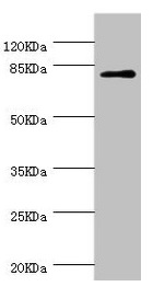 Dipeptidyl Peptidase 3 / DPP3 Antibody - Western blot All lanes: DPP3 antibody at 1.39µg/ml + MCF-7 whole cell lysate Secondary Goat polyclonal to rabbit IgG at 1/10000 dilution Predicted band size: 83, 36, 70, 80 kDa Observed band size: 83 kDa