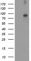 Dipeptidylpeptidase 10 / DPP10 Antibody - HEK293T cells were transfected with the pCMV6-ENTRY control (Left lane) or pCMV6-ENTRY DPP10 (Right lane) cDNA for 48 hrs and lysed. Equivalent amounts of cell lysates (5 ug per lane) were separated by SDS-PAGE and immunoblotted with anti-DPP10.