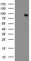 Dipeptidylpeptidase 10 / DPP10 Antibody - HEK293T cells were transfected with the pCMV6-ENTRY control (Left lane) or pCMV6-ENTRY DPP10 (Right lane) cDNA for 48 hrs and lysed. Equivalent amounts of cell lysates (5 ug per lane) were separated by SDS-PAGE and immunoblotted with anti-DPP10.