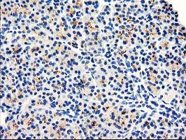 Dipeptidylpeptidase 10 / DPP10 Antibody - IHC of paraffin-embedded Human pancreas tissue using anti-DPP10 mouse monoclonal antibody.