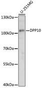 Dipeptidylpeptidase 10 / DPP10 Antibody - Western blot analysis of extracts of U-251MG cells using DPP10 Polyclonal Antibody at dilution of 1:1000.