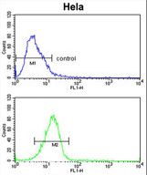 Dipeptidylpeptidase 8 / DPP8 Antibody - DPP8 Antibody flow cytometry of HeLa cells (bottom histogram) compared to a negative control cell (top histogram). FITC-conjugated goat-anti-rabbit secondary antibodies were used for the analysis.